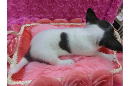 成約済の京都府のチワワ(スムースコート)-33442の1枚目