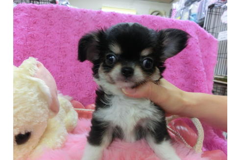 成約済の京都府のチワワ(ロングコート)-33454の3枚目