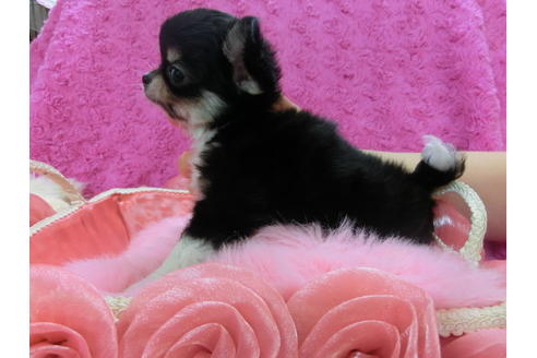 成約済の京都府のチワワ(ロングコート)-33454の2枚目