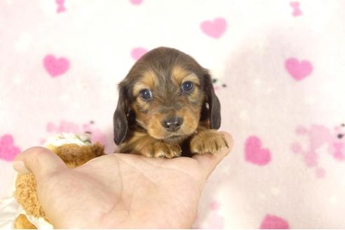 成約済の兵庫県のカニンヘンダックスフンド-33455の1枚目