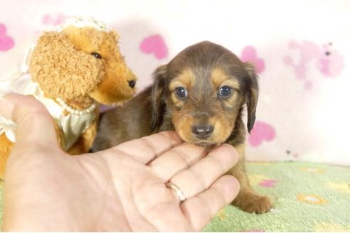 成約済の兵庫県のカニンヘンダックスフンド-33455の2枚目