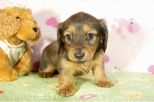 成約済の兵庫県のカニンヘンダックスフンド-33455の3枚目