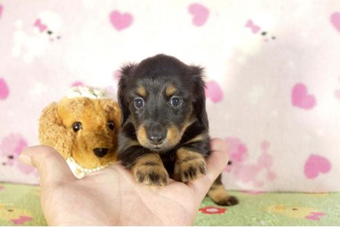 成約済の兵庫県のカニンヘンダックスフンド-33456の3枚目