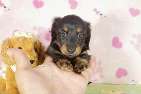 成約済の兵庫県のカニンヘンダックスフンド-33456の4枚目