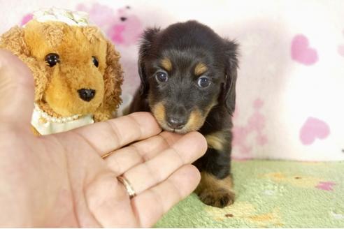 成約済の兵庫県のカニンヘンダックスフンド-33456の5枚目