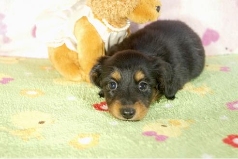 成約済の兵庫県のカニンヘンダックスフンド-33457の1枚目