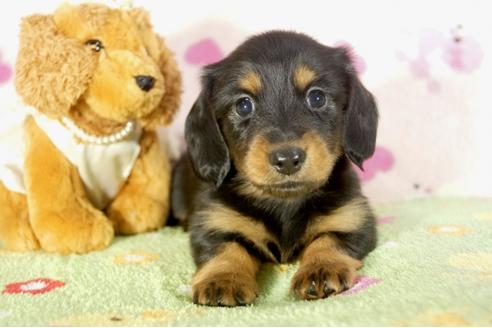 成約済の兵庫県のカニンヘンダックスフンド-33457の2枚目