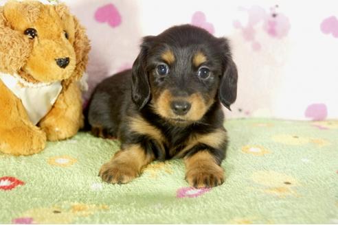 成約済の兵庫県のカニンヘンダックスフンド-33457の3枚目