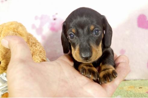 成約済の兵庫県のミニチュアダックスフンド-33459の1枚目