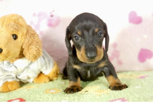 成約済の兵庫県のミニチュアダックスフンド-33459の2枚目