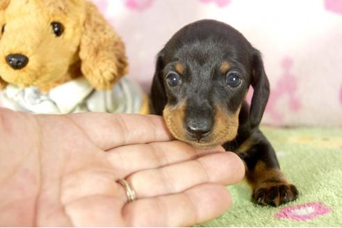 成約済の兵庫県のミニチュアダックスフンド-33459の3枚目