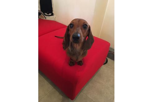 成約済の兵庫県のミニチュアダックスフンド-33459の4枚目