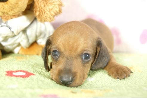 成約済の兵庫県のミニチュアダックスフンド-33460の2枚目