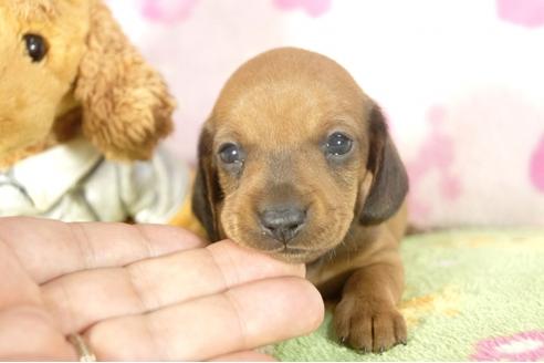 成約済の兵庫県のミニチュアダックスフンド-33460の3枚目