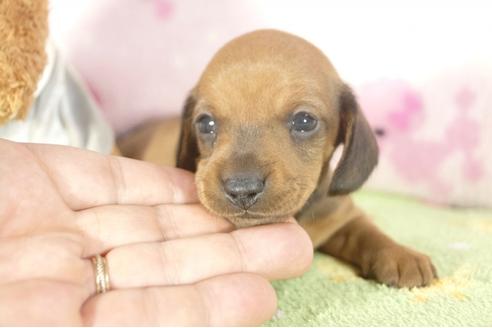 成約済の兵庫県のミニチュアダックスフンド-33460の4枚目