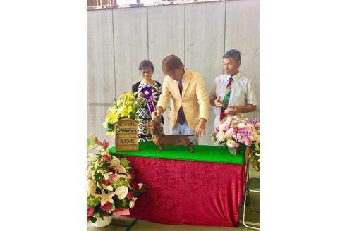 成約済の兵庫県のミニチュアダックスフンド-33460の1枚目