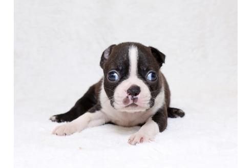 成約済の栃木県のボストンテリア-33487の1枚目