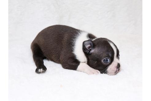 成約済の栃木県のボストンテリア-33487の2枚目