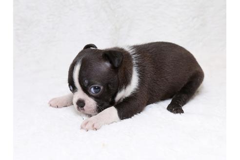 成約済の栃木県のボストンテリア-33487の3枚目