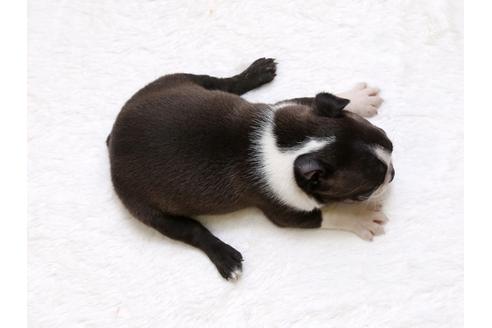 成約済の栃木県のボストンテリア-33487の4枚目