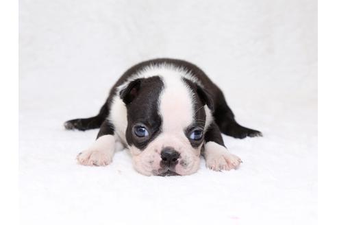 成約済の栃木県のボストンテリア-33488の1枚目