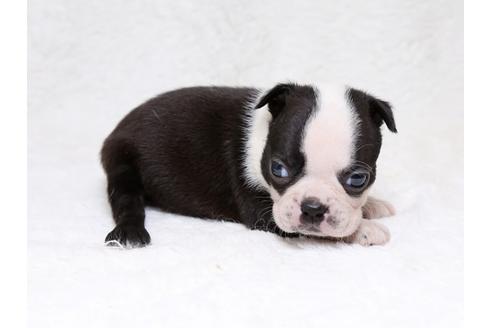 成約済の栃木県のボストンテリア-33488の2枚目