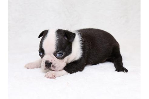 成約済の栃木県のボストンテリア-33488の3枚目