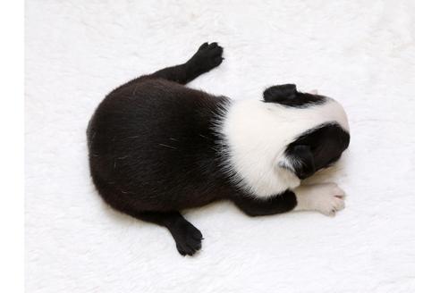 成約済の栃木県のボストンテリア-33488の4枚目