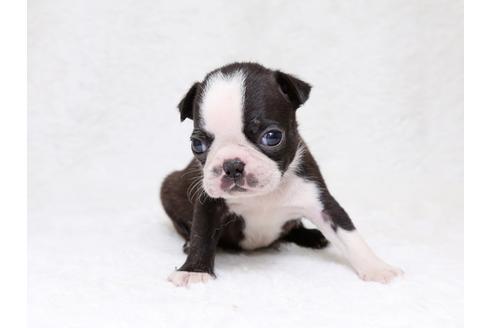 成約済の栃木県のボストンテリア-33489の1枚目