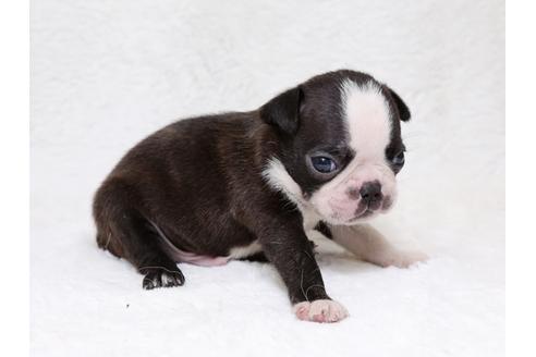 成約済の栃木県のボストンテリア-33489の2枚目