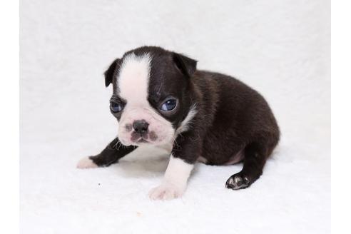 成約済の栃木県のボストンテリア-33489の3枚目