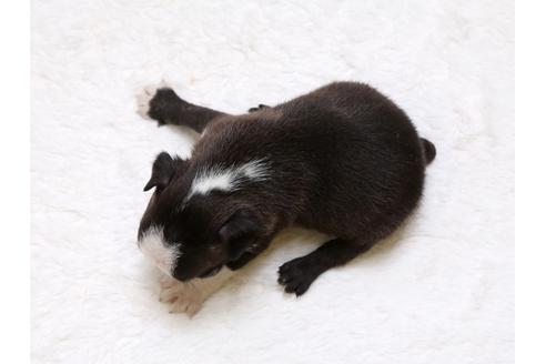 成約済の栃木県のボストンテリア-33489の4枚目