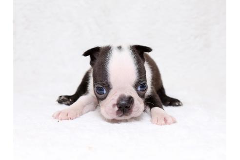 成約済の栃木県のボストンテリア-33490の1枚目