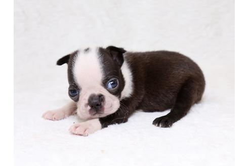 成約済の栃木県のボストンテリア-33490の2枚目