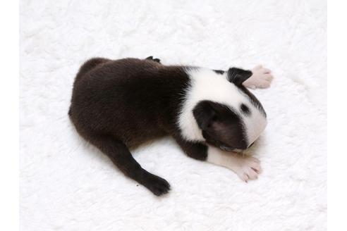 成約済の栃木県のボストンテリア-33490の4枚目