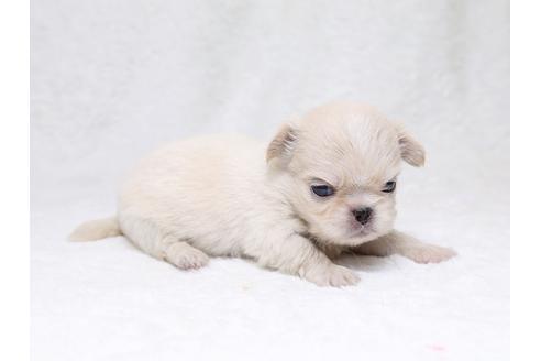 成約済の栃木県のミックス犬-33491の2枚目