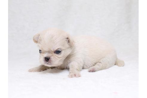 成約済の栃木県のミックス犬-33491の3枚目