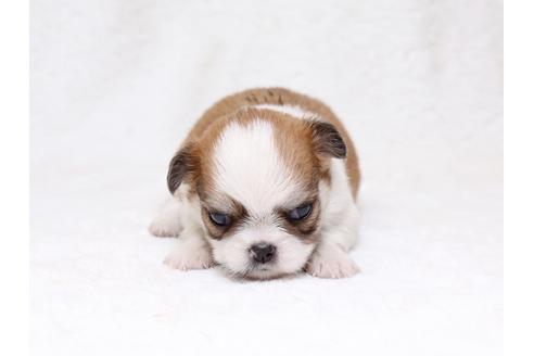 成約済の栃木県のミックス犬-33492の1枚目