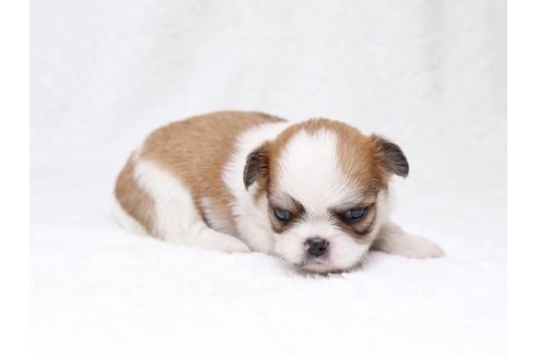 成約済の栃木県のミックス犬-33492の2枚目