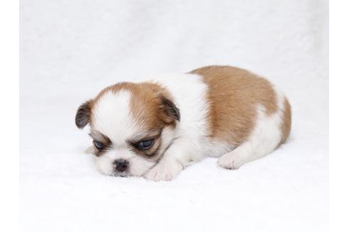 成約済の栃木県のミックス犬-33492の3枚目