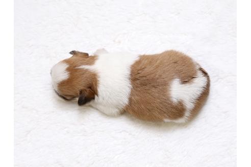 成約済の栃木県のミックス犬-33492の4枚目