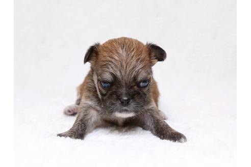 成約済の栃木県のミックス犬-33493の1枚目