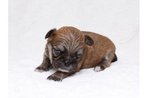 成約済の栃木県のミックス犬-33493の2枚目