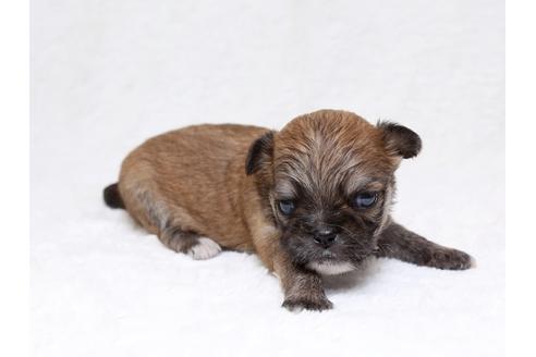 成約済の栃木県のミックス犬-33493の3枚目