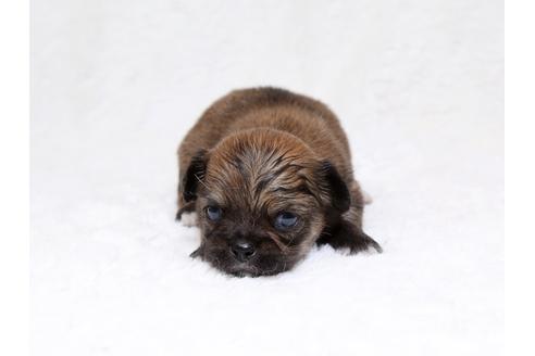 成約済の栃木県のミックス犬-33494の2枚目