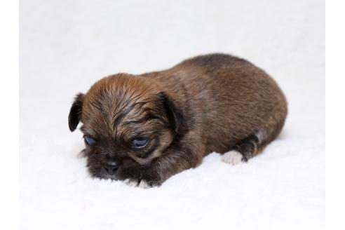 成約済の栃木県のミックス犬-33494の1枚目