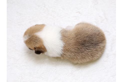 成約済の栃木県のウェルシュコーギーペンブローク-33495の4枚目