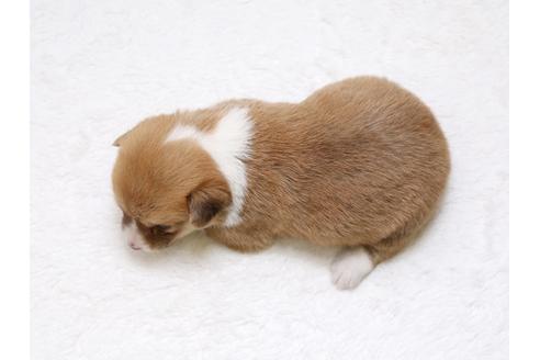 成約済の栃木県のウェルシュコーギーペンブローク-33497の1枚目