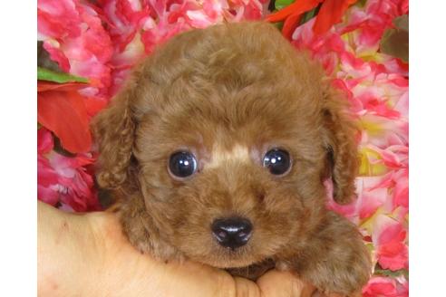 成約済の茨城県のトイプードル-33513の1枚目