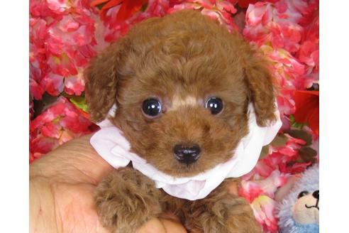 成約済の茨城県のトイプードル-33513の2枚目